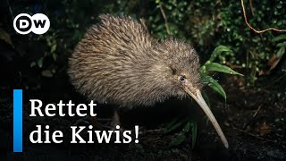 Kann Neuseeland die Kiwis vor dem Aussterben retten? | DW Reporter screenshot 5