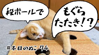 本日のぬこ74 【段ボール手作りモグラたたき猫用】