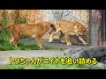 トワちゃんがニイナを追い詰める　Lion (ライオン)　多摩動物公園