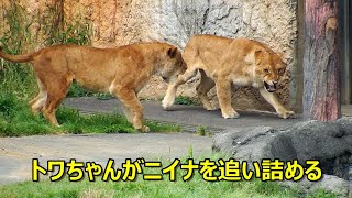 トワちゃんがニイナを追い詰める　〜 Lion (ライオン)〜　多摩動物公園