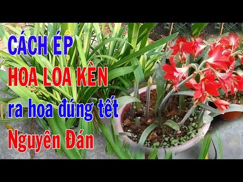 Video: Vấn đề về hoa Calla: Tại sao hoa Calla lại chuyển sang màu xanh lục