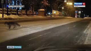 Видео По центру Березников гуляют лисы от Vesti Perm ONLINE, проспект Ленина, Березники, Россия