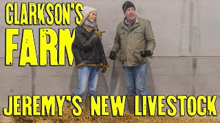 Clarkson's Farm - Jeremy's New Livestock
