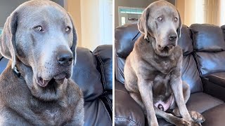 Clingy dog gets mad at mom for not giving him enough attention #shorts