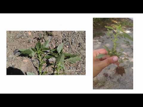 Video: Identifiering och kontroll av svinkrasse - Lär dig hur man bekämpar svinkrasse ogräs