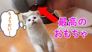 放置して一人で遊ばせることができる猫のおもちゃ！ by 猫実験室 632 views 3 years ago 4 minutes, 11 seconds