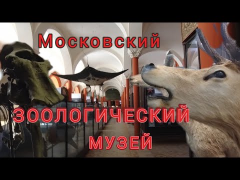 Зоологический музей в Москве