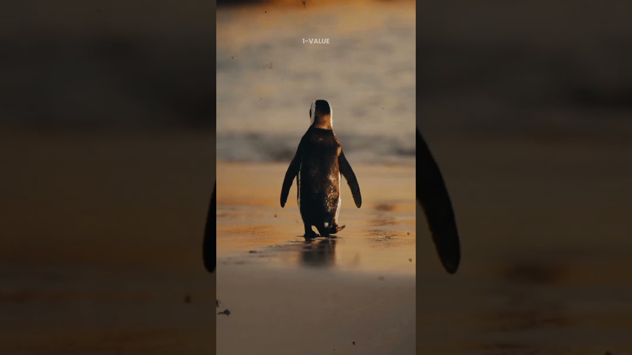 Rare Penguin Facts You Probably Didn’t Know!