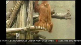Karta Orangutan Escapes Enclosure Believed Due To Missing Mate