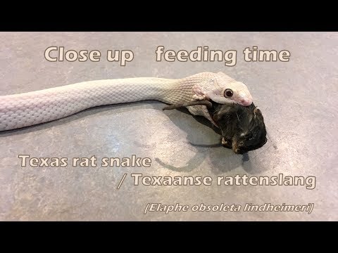 Texas rat snake close up feeding time / Texaanse rattenslang etenstijd (Elaphe obsoleta lindheimeri)