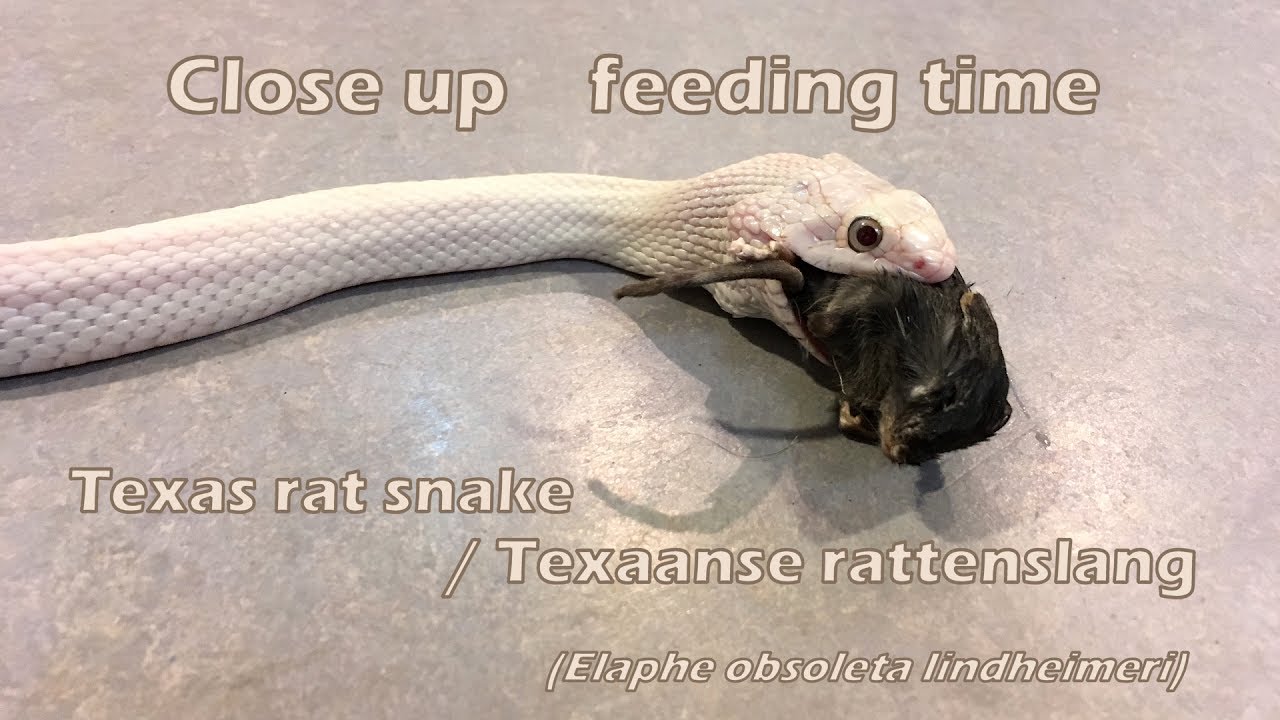 rattenslang giftig Texas rat snake close up feeding time / Texaanse rattenslang etenstijd (Elaphe obsoleta lindheimeri)