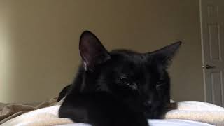 Rheumsomnia Ra Insomnia