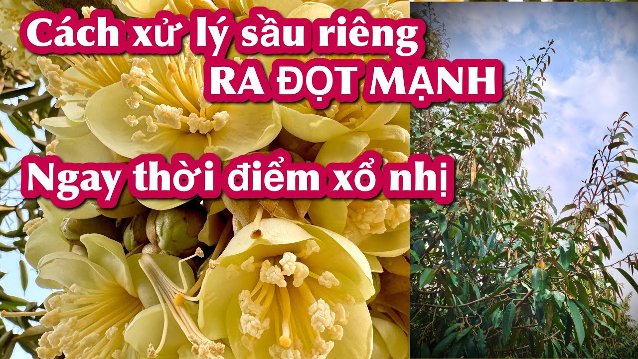 Sầu riêng ra đọt mạnh ngay thời điểm xổ nhị phải xử lý như thế nào?