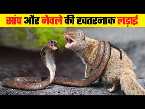 सांप और नेवले की दिल दहला देने वाली लड़ाई |  Snake vs Mongoose Fight