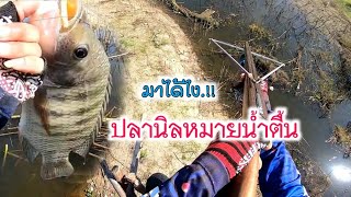 #ยิงปลานิล หมายน้ำตื้น #ยิงปลาบนบก #บ่าวรันไทบ้าน #shootfish