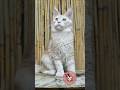 Maine Coon Cats - Maine Coon Turk #mainecooncat #mainecoonturk #mainecoontürkiye #mcocattery
