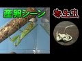 カマキリの産卵シーンと寄生虫について