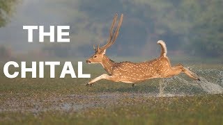 The Chital Deer by Animal Kingdom 222 views 6 years ago 3 minutes, 1 second