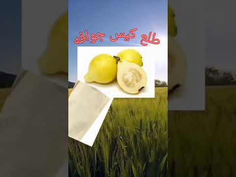 انت فاكرنى كيس جوافة