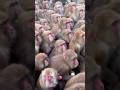 हनुमान चालीसा की रचना कैसे हुई ?😳।।#shorts #ytshorts #hanuman