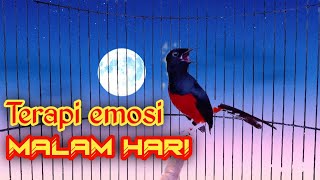 Download Lagu PANCINGAN AMPUH malam MURAI BATU GACOR FULL ISIAN, SEKALI DENGAR MURAI APAPUN RESPON NEMBAK materi MP3