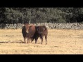 TOROS DE YEGUADA LA PERLA