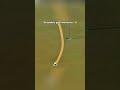 #Golf #TrickShots #EpicShots #Viral #Trending #Shorts #AmazingTricks #Sports #MindBlowing #global