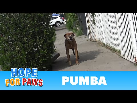 Video: Hemmelighederne til at gøre din hund berømt