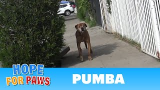 Senior dog abandoned by his family and lived on the streets alone for a year! #senior