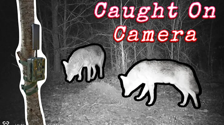 Giant Coyote Trapped! (Trail Cam Footage)