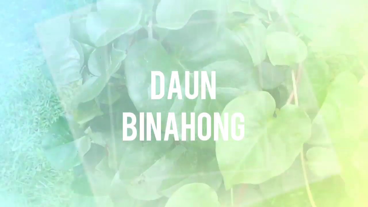 DAUN BINAHONG & MANFAATNYA 