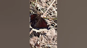 Весна.Бабочка траурница! 🦋