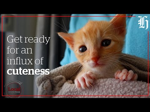 Spca masterton is having kittens | local focus