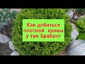 Как добиться плотной кроны у туи Брабант