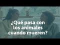 ¿Qué pasa con los animales cuando mueren? Daniela Camino