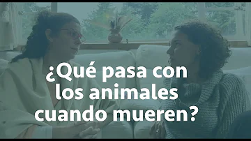 ¿Qué ocurre cuando muere una mascota?