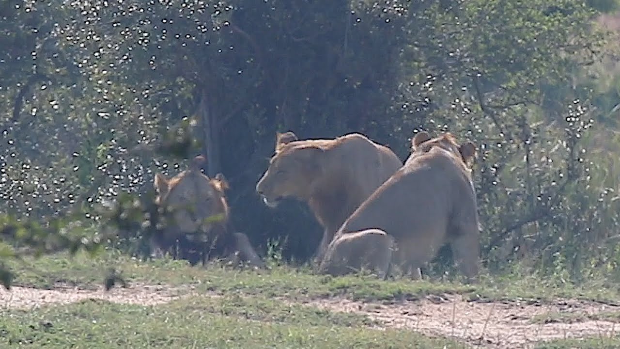 Othawa Male Lions Kruger National Park's Lion Coalition You Never See | Kruger Park Sightings