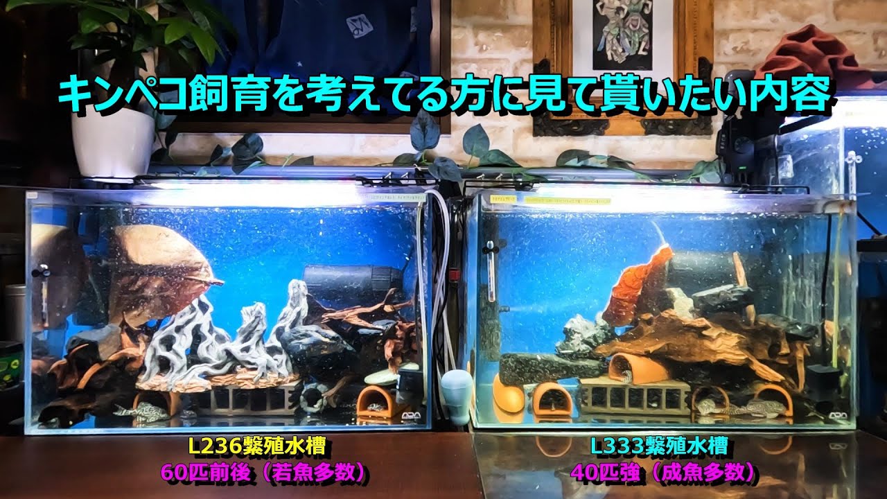 キンペコ飼育を考えてる方、迷ってる方に見て貰いたい内容（キンペコの