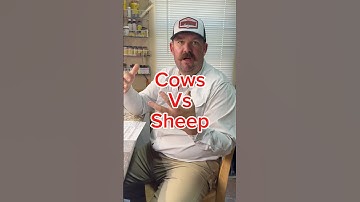 Cows vs Sheep