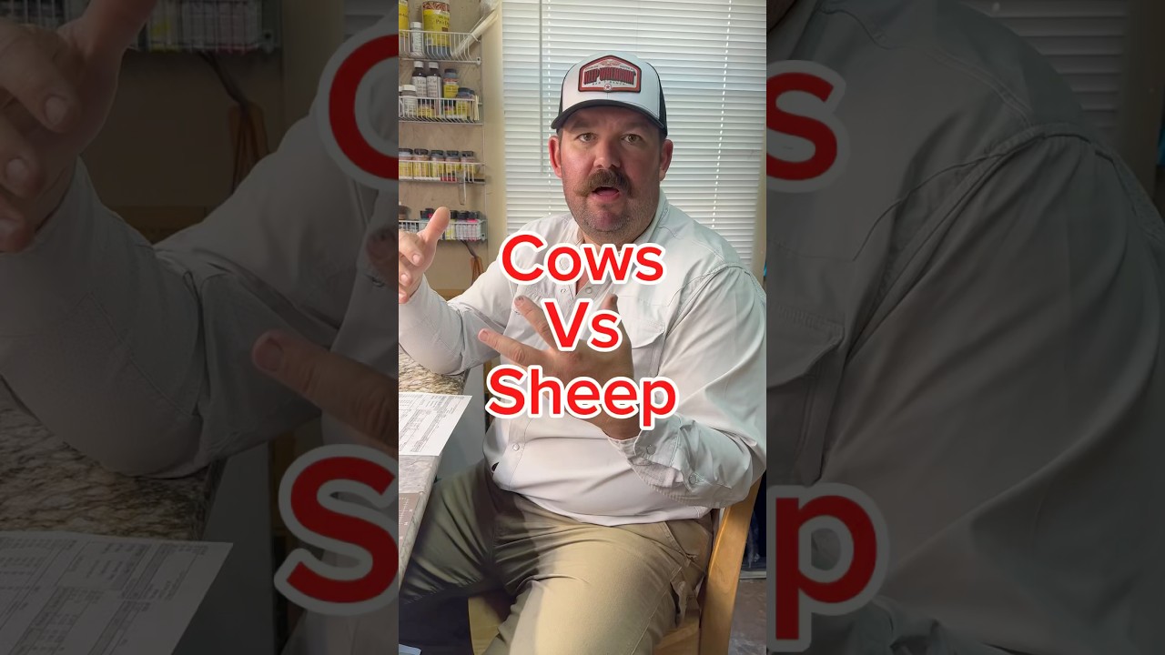 Коровы против овец