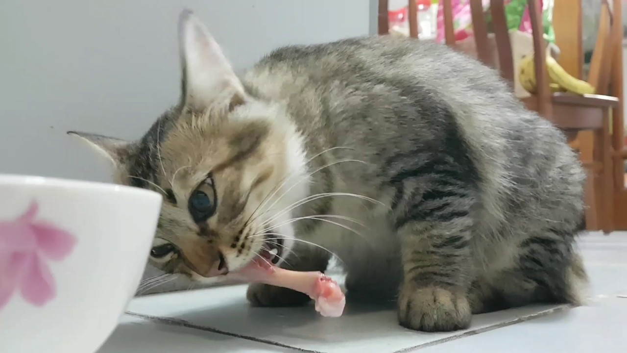 Can Cats Eat Chicken Bones? keep a cat's teeth clean : todacat.com