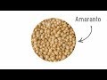 Amaranto – Técnicas de cocina