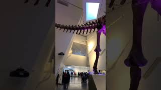 Barosaurus Dinosaur Fossil Royal Ontario Museum