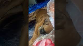 Twerking boxer