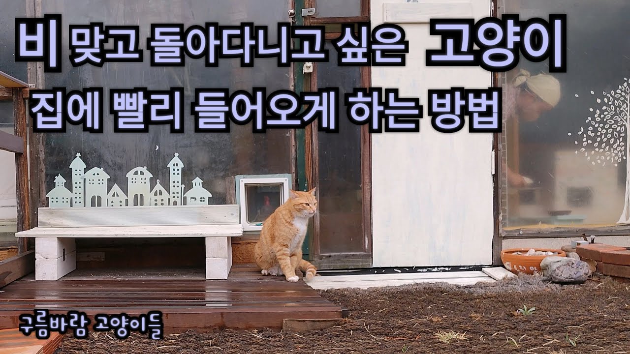 284화- 빗속 고양이들, 밭이랑내기, 엄마냥 찾기 