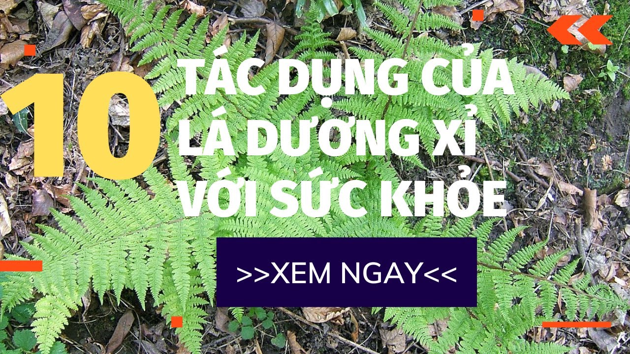 Tác dụng tuyệt vời của lá dương xỉ với sức khỏe | Thảo... - youtube