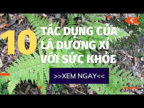 Video Tác dụng tuyệt vời của lá dương xỉ với sức khỏe | Thảo... - youtube