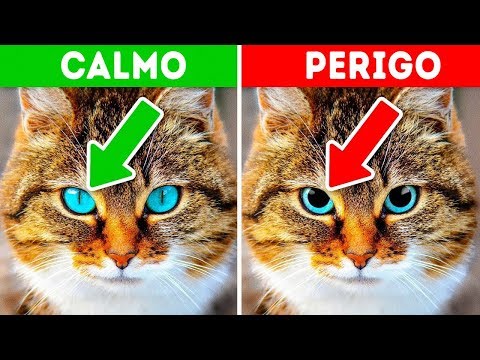 Vídeo: Perigos Invisíveis Na Tigela De Comida Do Seu Animal De Estimação