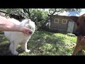 Happy dogs catch stone / Clever shepherd dog and funny Samoyed