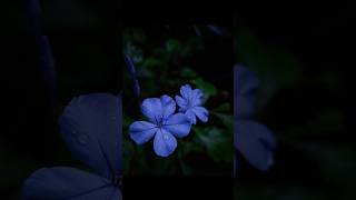 Creative Photography Tips and Trick with Samsung Phone using pro Mode